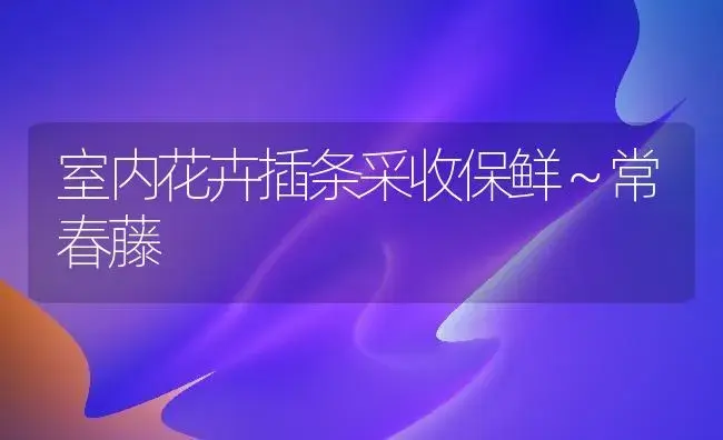 室内花卉插条采收保鲜～常春藤 | 家庭养花