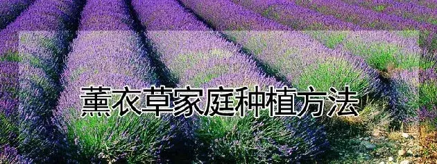 薰衣草家庭种植方法