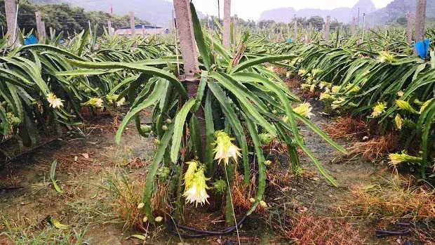 火龙果种植如何高产高丰收