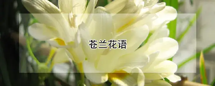 苍兰花语