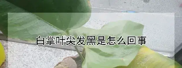 白掌叶尖发黑是怎么回事