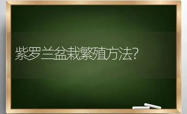 紫罗兰盆栽繁殖方法？ | 绿植常识