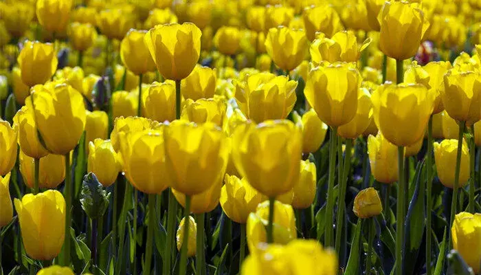 紫色郁金香花语 紫色郁金香的花语是什么