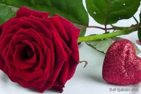 99朵玫瑰代表什么意思，玫瑰花语，花点心思吧？