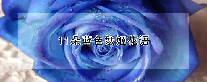 11朵蓝色妖姬花语