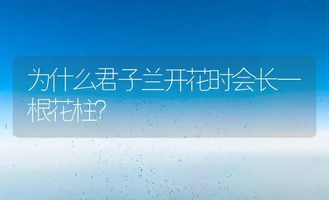 为什么君子兰开花时会长一根花柱？ | 绿植常识