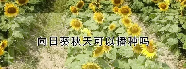 向日葵秋天可以播种吗