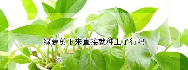 绿萝剪下来直接就种土了行吗