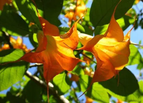 表示向往美好的花 花语是向往美好的花有哪些