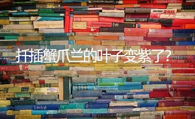 扦插蟹爪兰的叶子变紫了？ | 多肉养殖