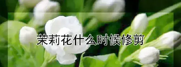 茉莉花什么时候修剪