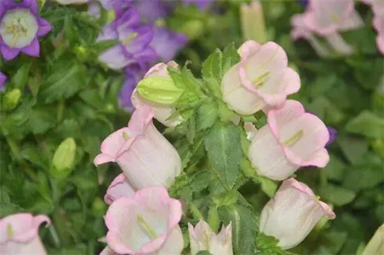 风铃草花语有哪些？