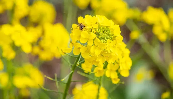 油菜花的花语是啥