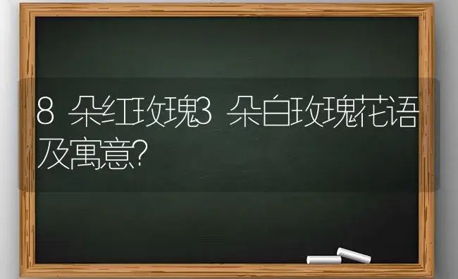 8朵红玫瑰3朵白玫瑰花语及寓意？ | 绿植常识