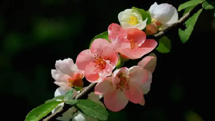 海棠花花语