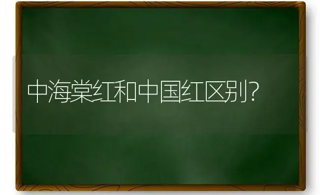 中海棠红和中国红区别？ | 绿植常识