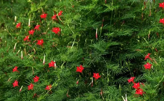 茑萝的花语和植物文化，依附生存忙碌生长/象征着积极向上