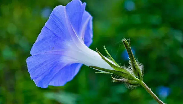 喇叭花花语 喇叭花的花语是什么