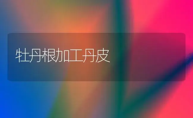 牡丹根加工丹皮 | 家庭养花