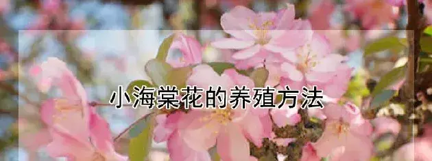 小海棠花的养殖方法