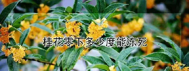 桂花零下多少度能冻死