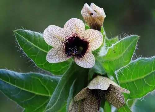 表示死亡的花 花语是死亡的花