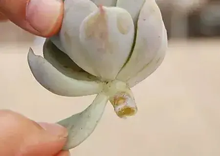 盆栽育苗 | 盆栽多肉植物叶插教程