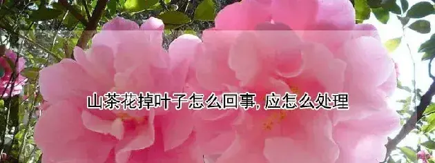 山茶花掉叶子怎么回事,应怎么处理