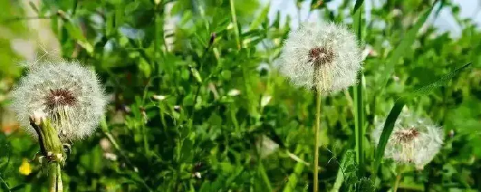 蒲公英种植亩收入，附种植方法