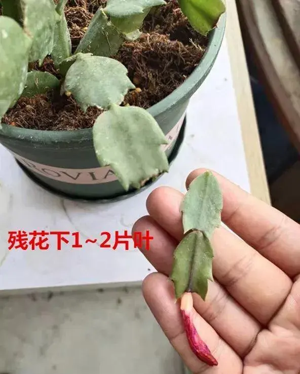 12月初蟹爪兰开花后怎样养护？