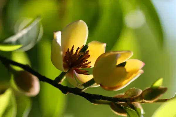 含笑花花语与寓意是什么