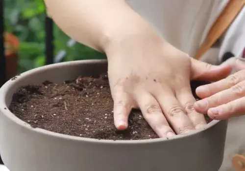 花卉果蔬盆景 | 百合深植还是浅植