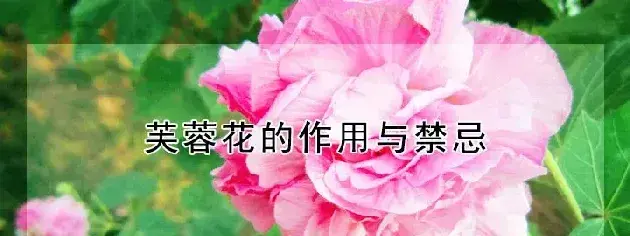 芙蓉花的作用与禁忌