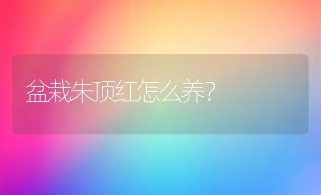 盆栽朱顶红怎么养？ | 家庭养花