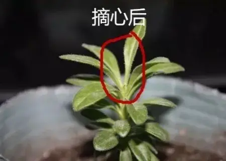 盆栽修剪 | 盆栽打顶摘心的方法