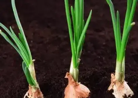 花卉果蔬盆景 | 大蒜怎么种植盆栽/盆栽大蒜种植技术