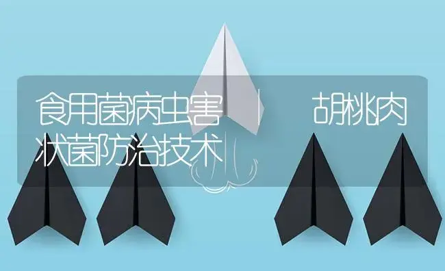 胡桃肉状菌防治技术 | 菌菇种植