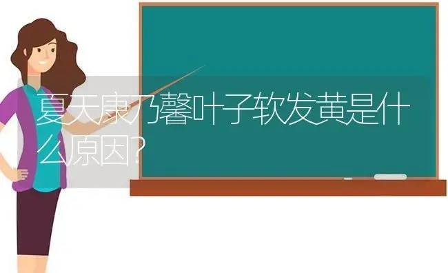 夏天康乃馨叶子软发黄是什么原因？ | 绿植常识