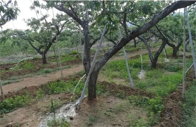 山地苹果园灌溉技术