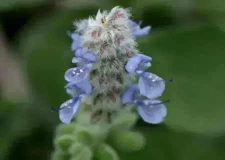 盆景养护管理 | 碰碰香会开花吗？如何让碰碰香开花？	