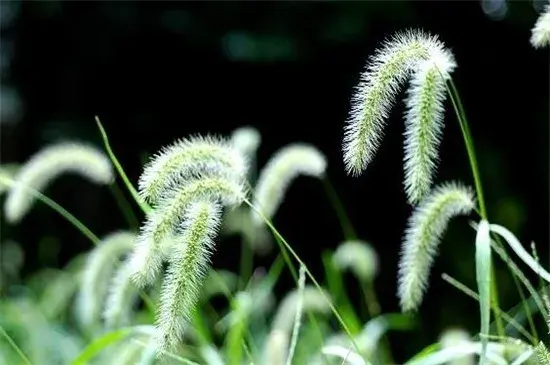 狗尾巴草的花语