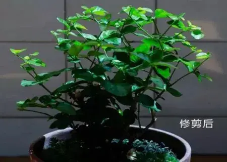 盆栽修剪 | 茉莉花怎么修剪枝条？盆栽茉莉的修剪方法