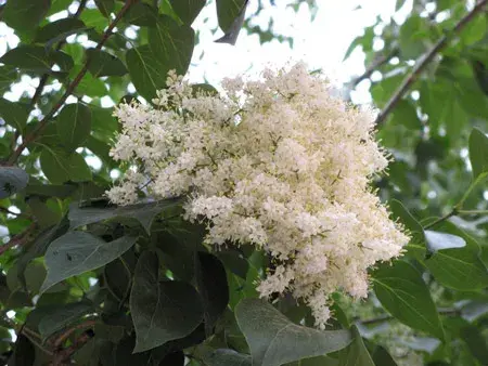 花卉植物六月雪的花语是什么？