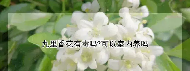 九里香花有毒吗?可以室内养吗