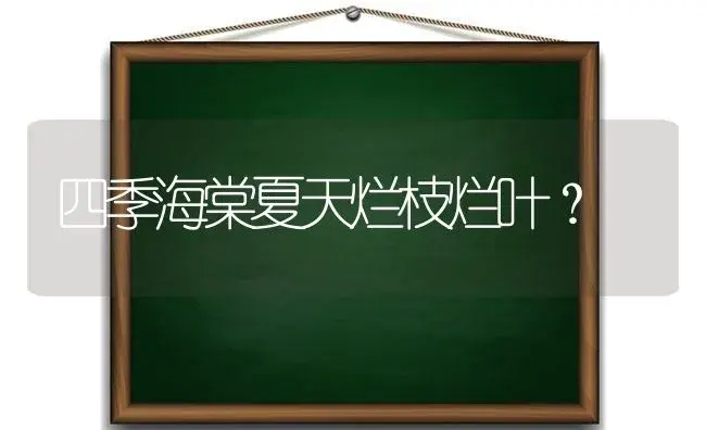 四季海棠夏天烂枝烂叶？ | 绿植常识