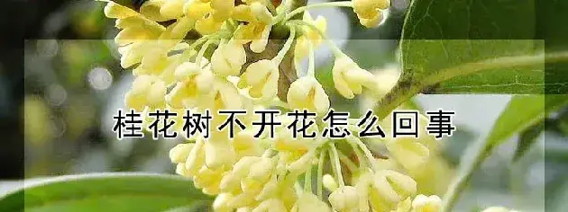 桂花树不开花怎么回事