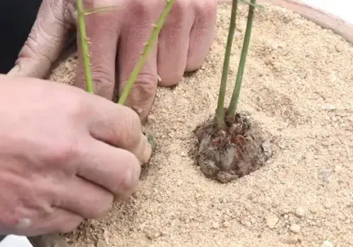 盆栽育苗 | 铁树芽什么时候移栽