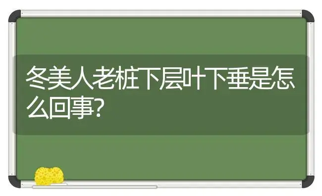 冬美人老桩下层叶下垂是怎么回事？ | 多肉养殖