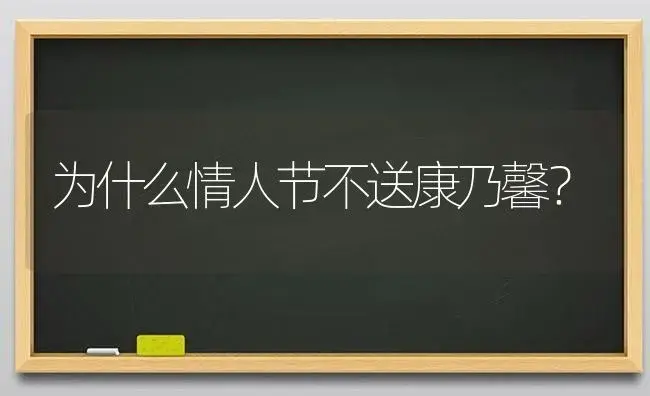 为什么情人节不送康乃馨？ | 绿植常识