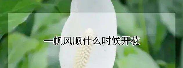 一帆风顺什么时候开花